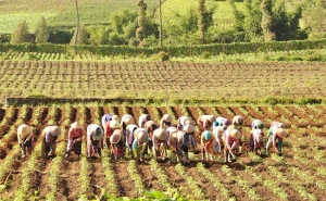 Read more about the article Belajar Sambil Bertani: Inovasi Sekolah Organik di Pegunungan Andes